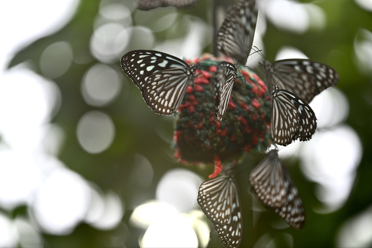フラワー中　( ¨̮ )❁︎ 大地農園 ハンドメイドフラワー プチフラワー 32140-410