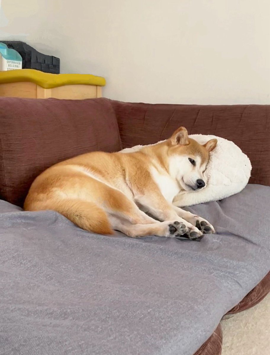 柴犬·͜·♡もも (@momonosekaiii) / Posts / X