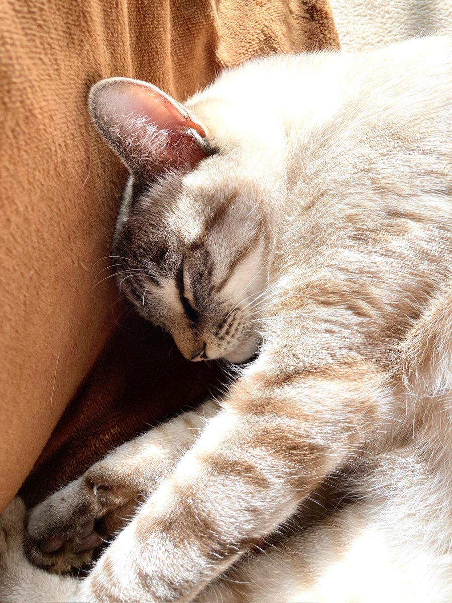 そら🐾 (@_sora0613_) / Posts / X