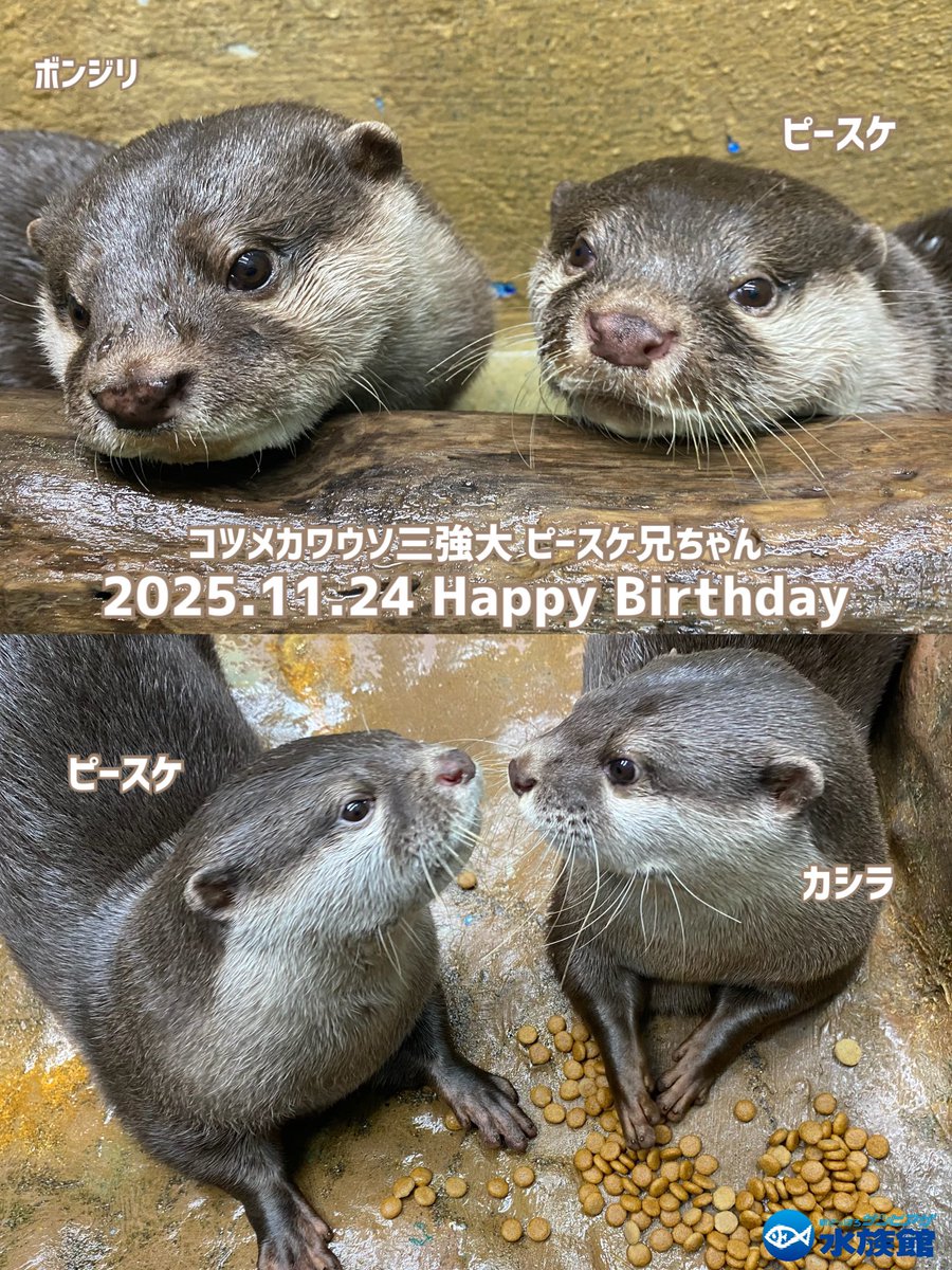 🦦ぬんちゃん【𝖒𝖊𝖌𝖚𝖒𝖎】💃🎙🌈🎤🤞🏻ྀི (@meg_720) / Posts / X