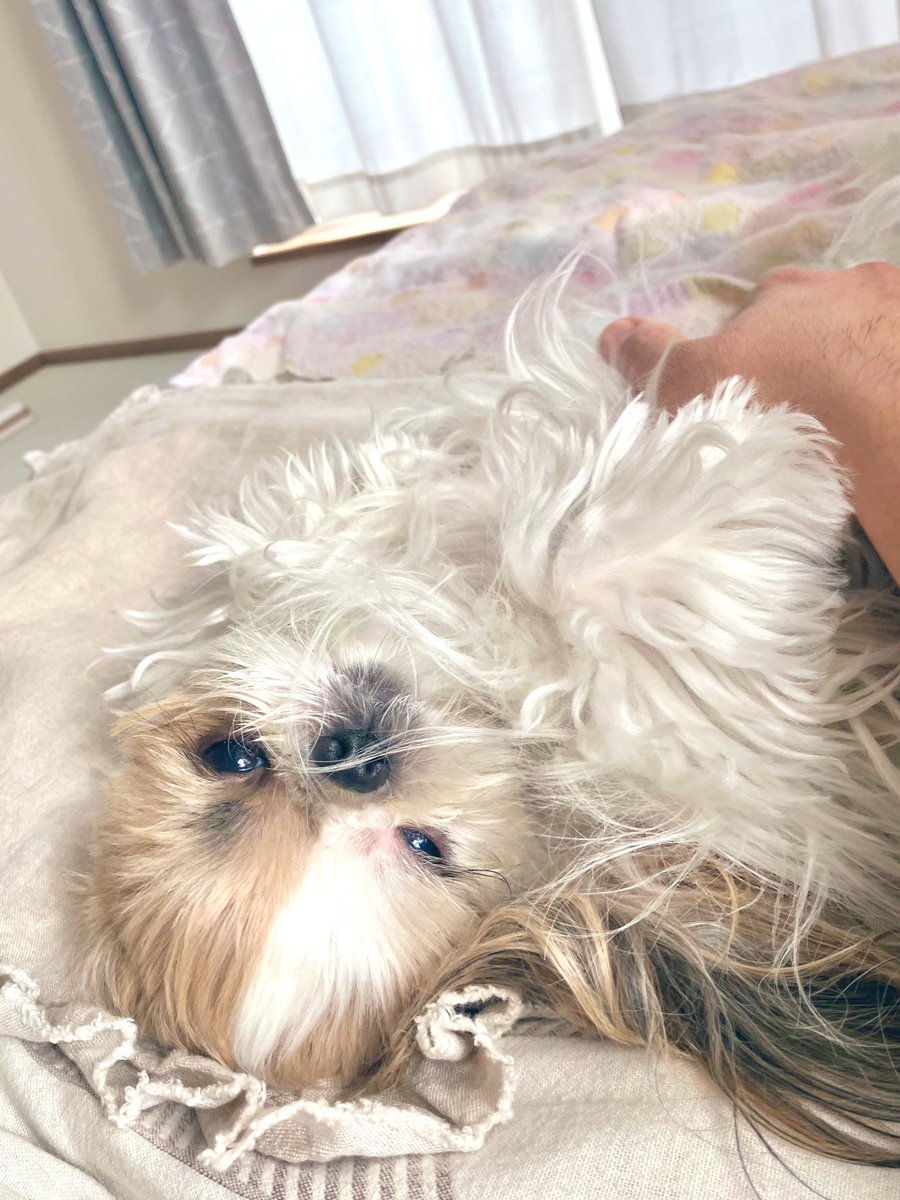 シーズー犬ページです♡ 0歳からシニアまで シー・ズーとのしあわせな暮らし方 株式会社 緑書房