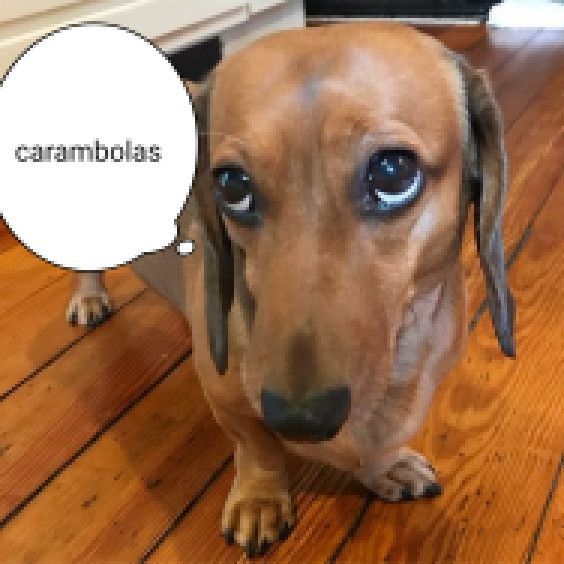 Dracozilla_'s tweet image. Po galera sei que não é legal tratar o animal dessa forma e tal pq ai q n sei quantos anos de convivência e papapa... 
Mas expor dessa forma uma mãe em resguardo que buscou o abrigo e não o abandono como solução não é esse mousse todo não