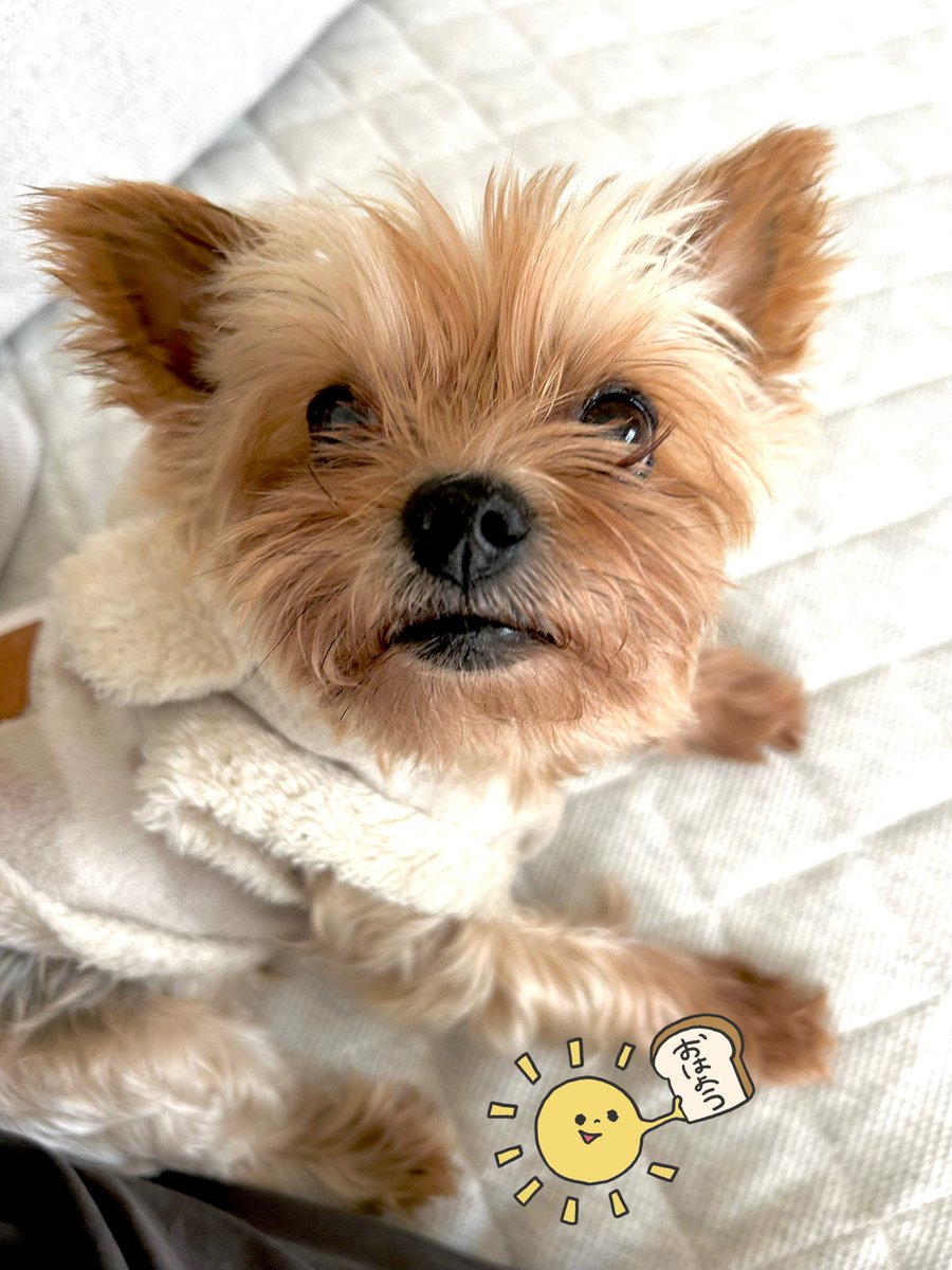 オーダー受付　Xmas　ヨーキー　ご予約ページ　10/28 オーダー受付 Xmas ヨーキー ご予約ページ 10/28 - メルカリ