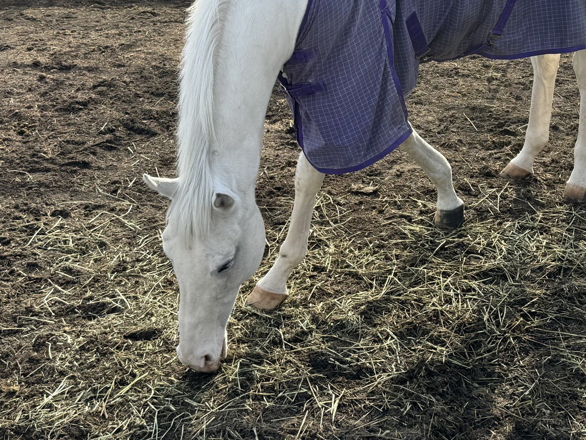 komomo098's tweet image. ハヤヤッコ！
放牧中！
　
#ノーザンホースパーク