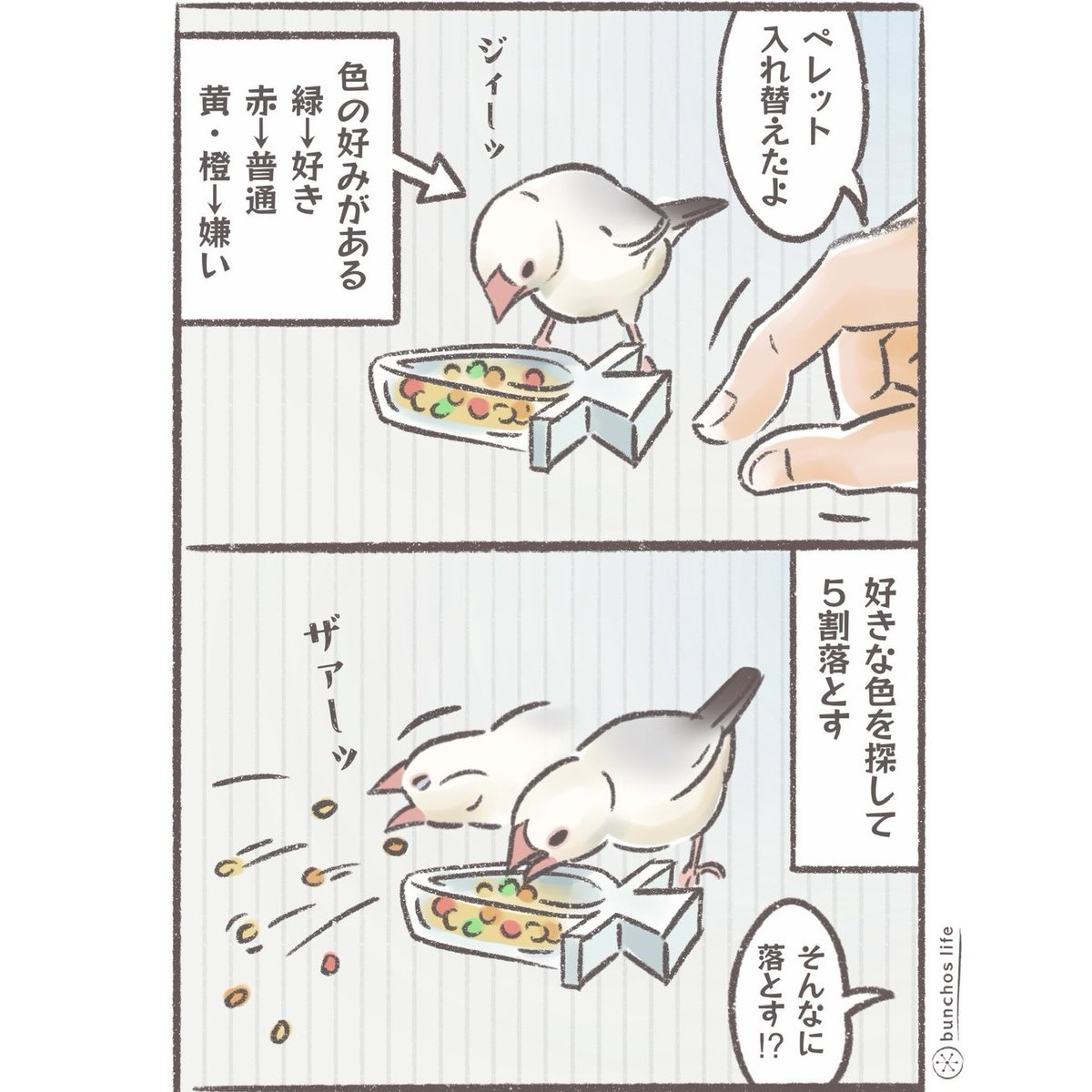 こむぎページ こむぎ🕊️ (@komugi_chan55) / Highlights / X