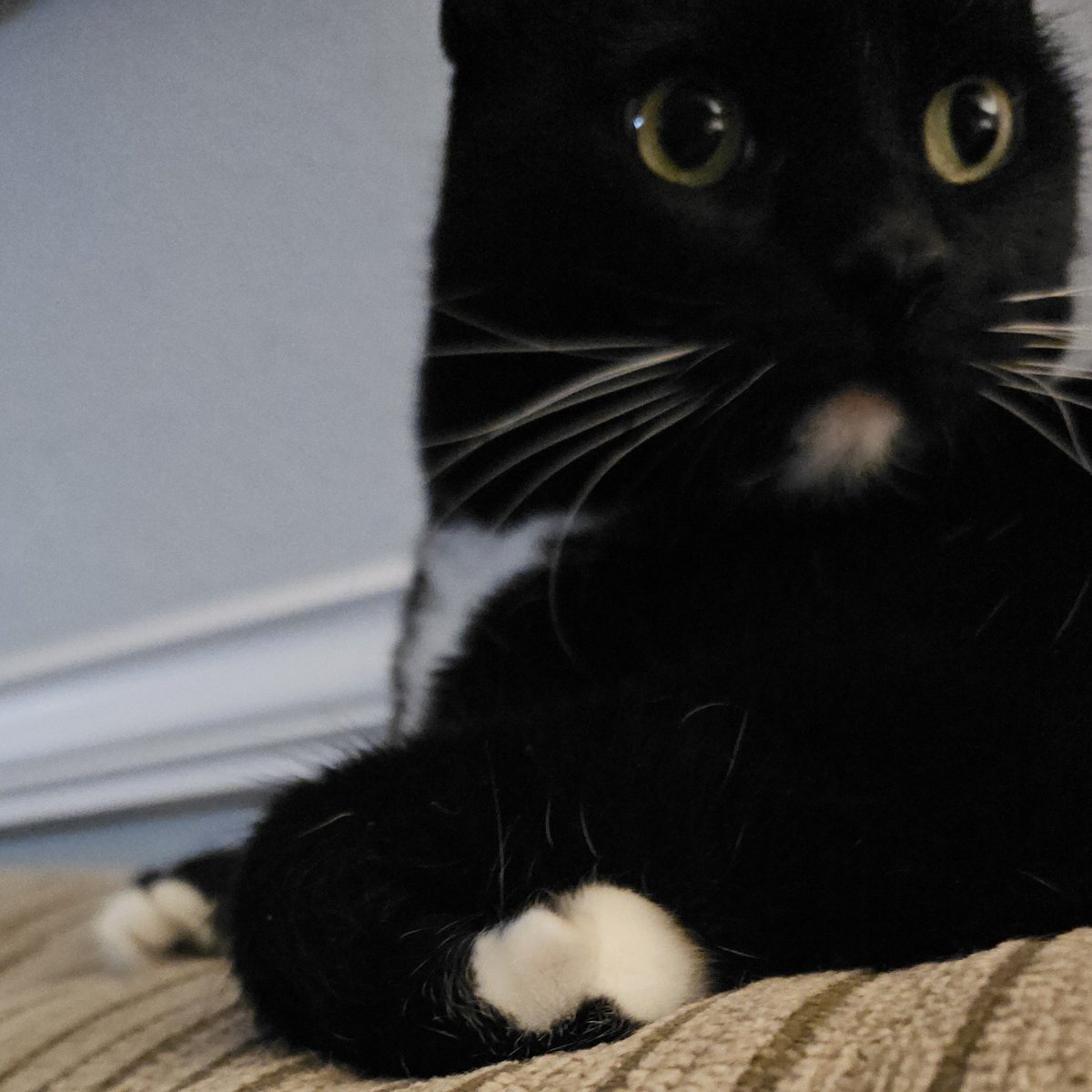 KookeePenguinz's tweet image. Why does he sit like this . Is he a gay