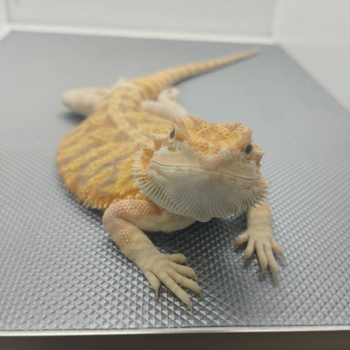 sofubimaru tweet picture