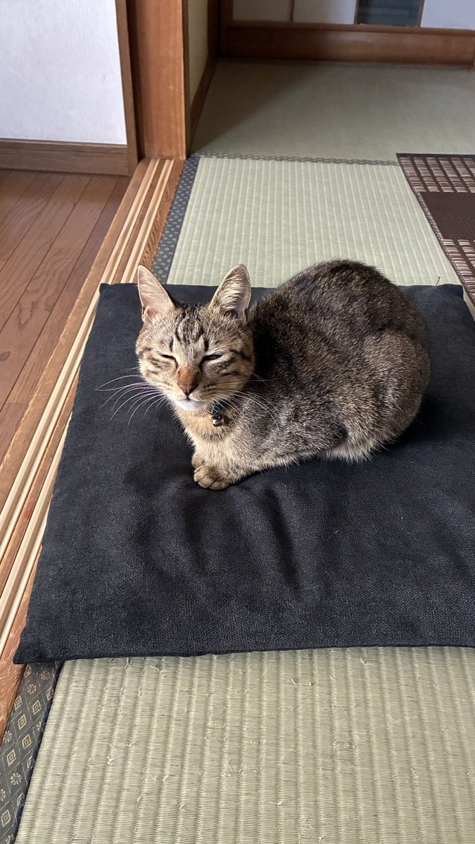 ﾑｰ (@Muuuunekoneko) / Posts / X