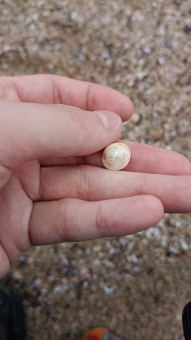 ใตใถใจใฎใกใใณ