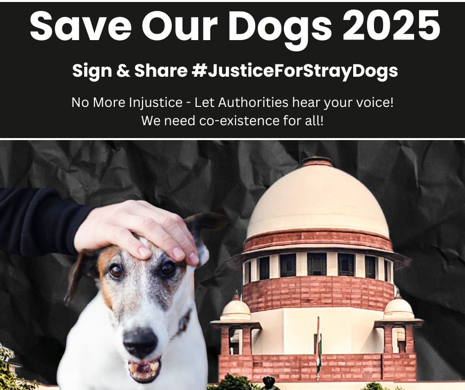yadavnarender85's tweet image. Voiceless animals are being pushed towards danger because of this order. This is NOT justice — this is cruelty. We urge @PMOIndia @SupremeCourtInd to reverse it now.
#saveindiananimals #saveindiandogs #nodognovote
@dodo @NiallHarbison @CanadaNews20 @usnews @uknewsmedia @Bsankshay