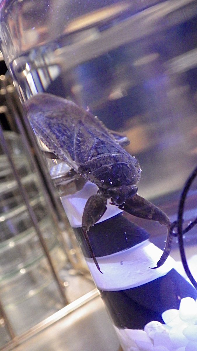 この時採集したタガメの生体展示を開始しました‼️
シーズンに合わせたクリスマス仕様です🎄🧑‍🎄

意外なタンクメイトもお見逃しなく❗️

#昆虫館バー　#Belostomatidae