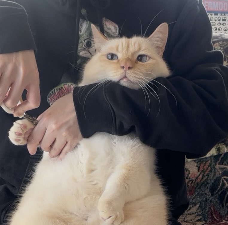 爪切りされてる時の顔