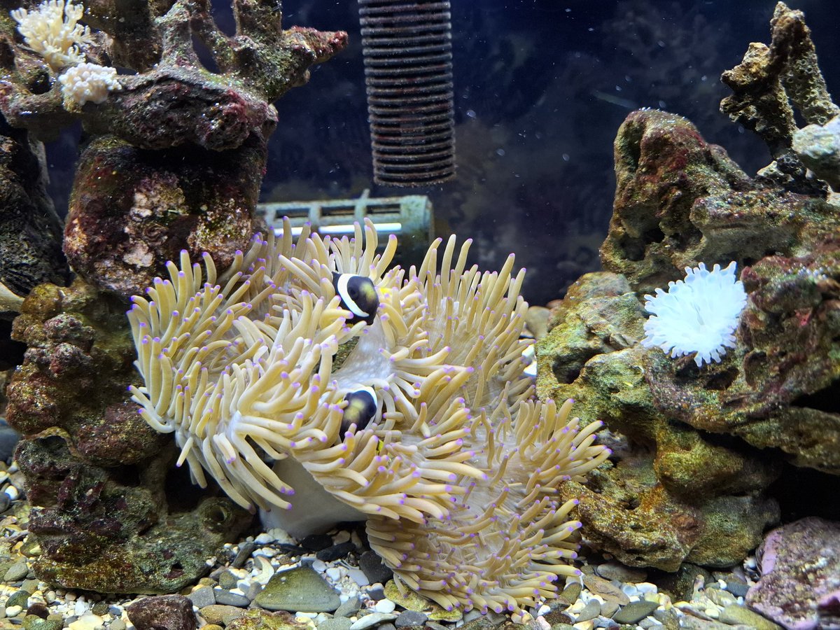 FLBFKABU's tweet photo. #海水魚 #飼育 #癒し
#部屋の一角
毎日を #鑑賞 するだけで
１日の #疲れ 等が取れる
最高の癒し(^_^)/~~🎵
#フィッシュマン より
再度
海水魚飼育を始めました‼️

#昆虫 #爬虫類 等も癒し❇️

難しく無い海水魚飼育に❇️
自分は何時も #綺麗な魚
#楽しんで います(^_^)/~~🎵 https://t.co/hQByfz8Wsb