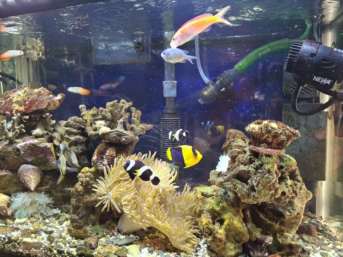 FLBFKABU's tweet photo. #海水魚 #飼育 #癒し
#部屋の一角
毎日を #鑑賞 するだけで
１日の #疲れ 等が取れる
最高の癒し(^_^)/~~🎵
#フィッシュマン より
再度
海水魚飼育を始めました‼️

#昆虫 #爬虫類 等も癒し❇️

難しく無い海水魚飼育に❇️
自分は何時も #綺麗な魚
#楽しんで います(^_^)/~~🎵 https://t.co/hQByfz8Wsb