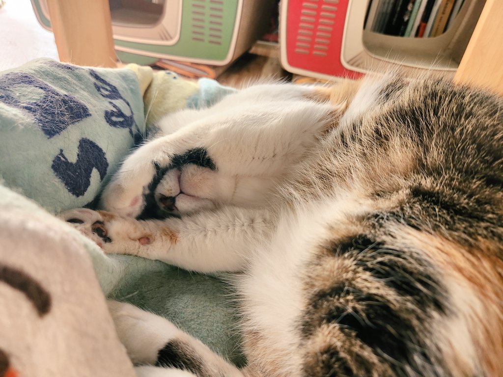 mogu_pero2's tweet image. 熟睡で寝ピクしてる😂  #保護猫  #猫のいる暮らし