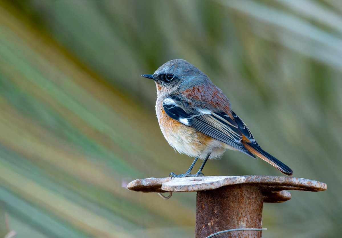 To see the stunning Eversmann’s (Rufous-backed) Redstart in Oman, you really need to go to Musandam. We found 6 on the Sayh Plateau recently, making that 7 on one trip overall as we’d already found one at Shisr, en-route to Salalah. Wow! Oman rocks!
#omanbirding #birding #nikon
