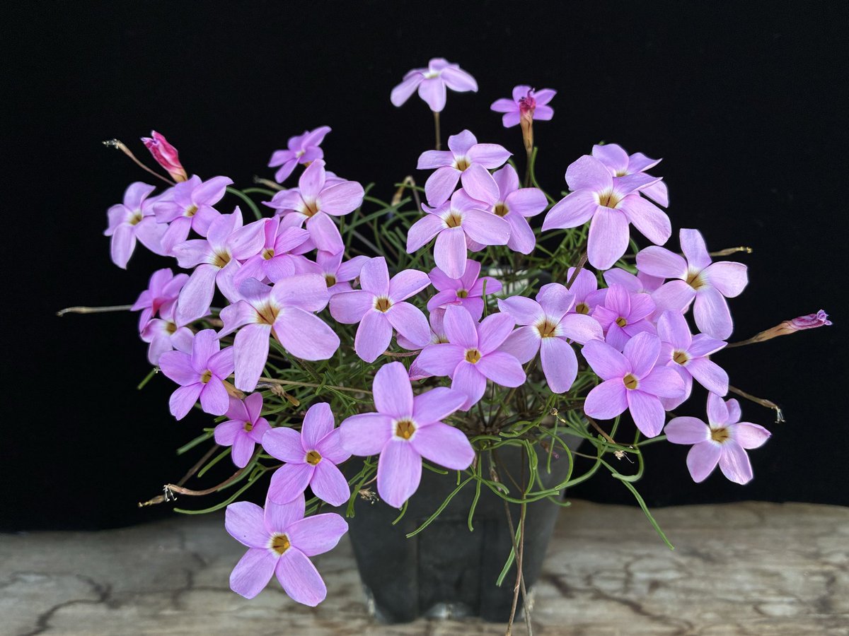 nyanko (@nya3nyanko) / Posts / X