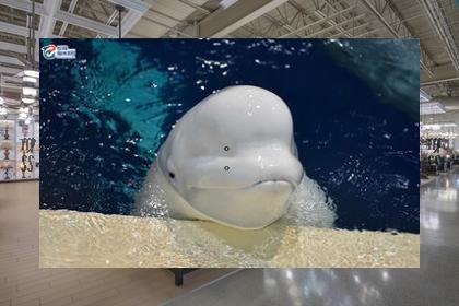 etcworkshop1's tweet image. ⌚Cars drive, new smells last. Nice.🎾Iced coffee, cream.