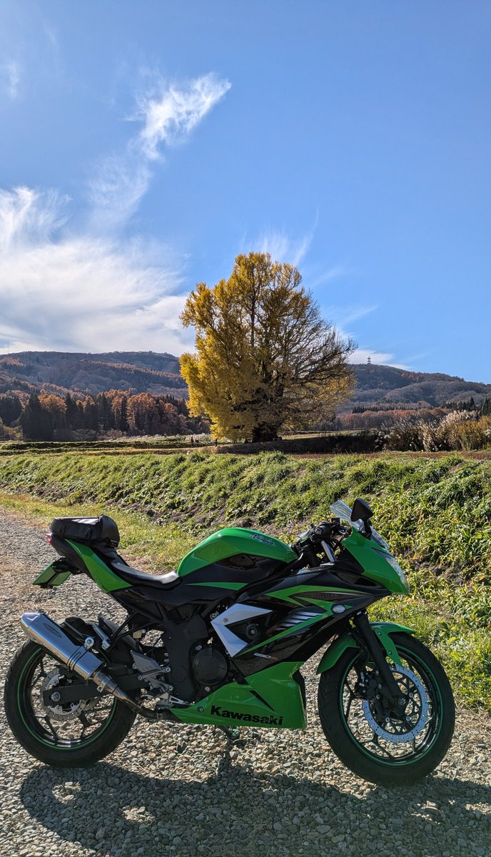 nekoneko_ninjin's tweet image. 今年最後の紅葉ツーリングは会津若松にある赤井の大イチョウに会いに。
樹齢650年を誇る大樹は、移り変わる時代を見守ってきた神さまですね。
秋空に鮮やかな黄色が映えて見事な美しさです🌼
#紅葉
#ツーリング
#Ninja250sl