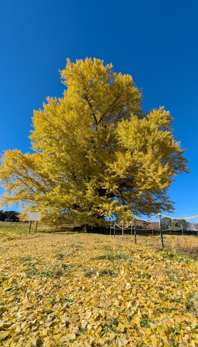 nekoneko_ninjin's tweet image. 今年最後の紅葉ツーリングは会津若松にある赤井の大イチョウに会いに。
樹齢650年を誇る大樹は、移り変わる時代を見守ってきた神さまですね。
秋空に鮮やかな黄色が映えて見事な美しさです🌼
#紅葉
#ツーリング
#Ninja250sl
