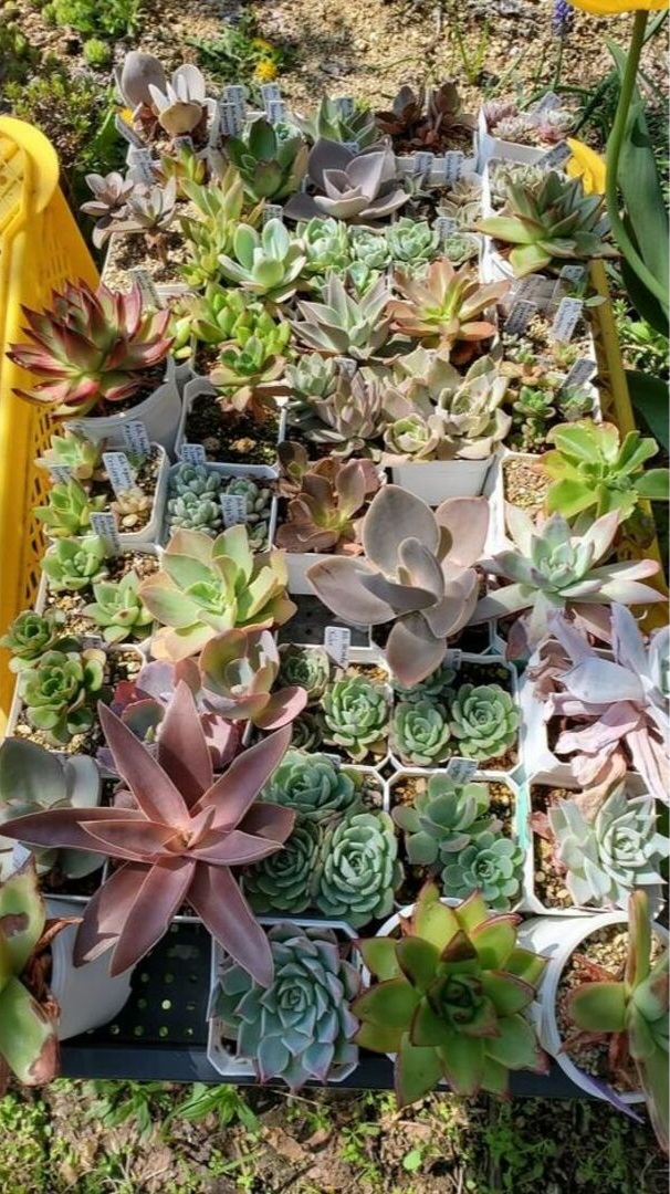 のんびり募集

ケーレス便、共同輸入したい人いたら声かけてね

経費は2万まで1800円（検疫とか）＋合計に1.2倍（送金手数料とか関税とか）

条件
・フォロワーのみ
・輸入リスク（検査不適合で没収とか不着とか）OKな人
・ちゃんと連絡取れる人

気になる人はご相談くださいね