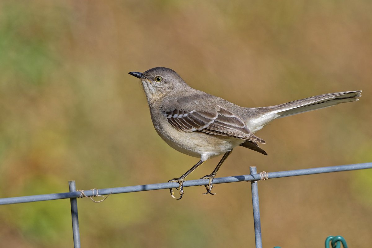 EJ Bartolazo tweet media