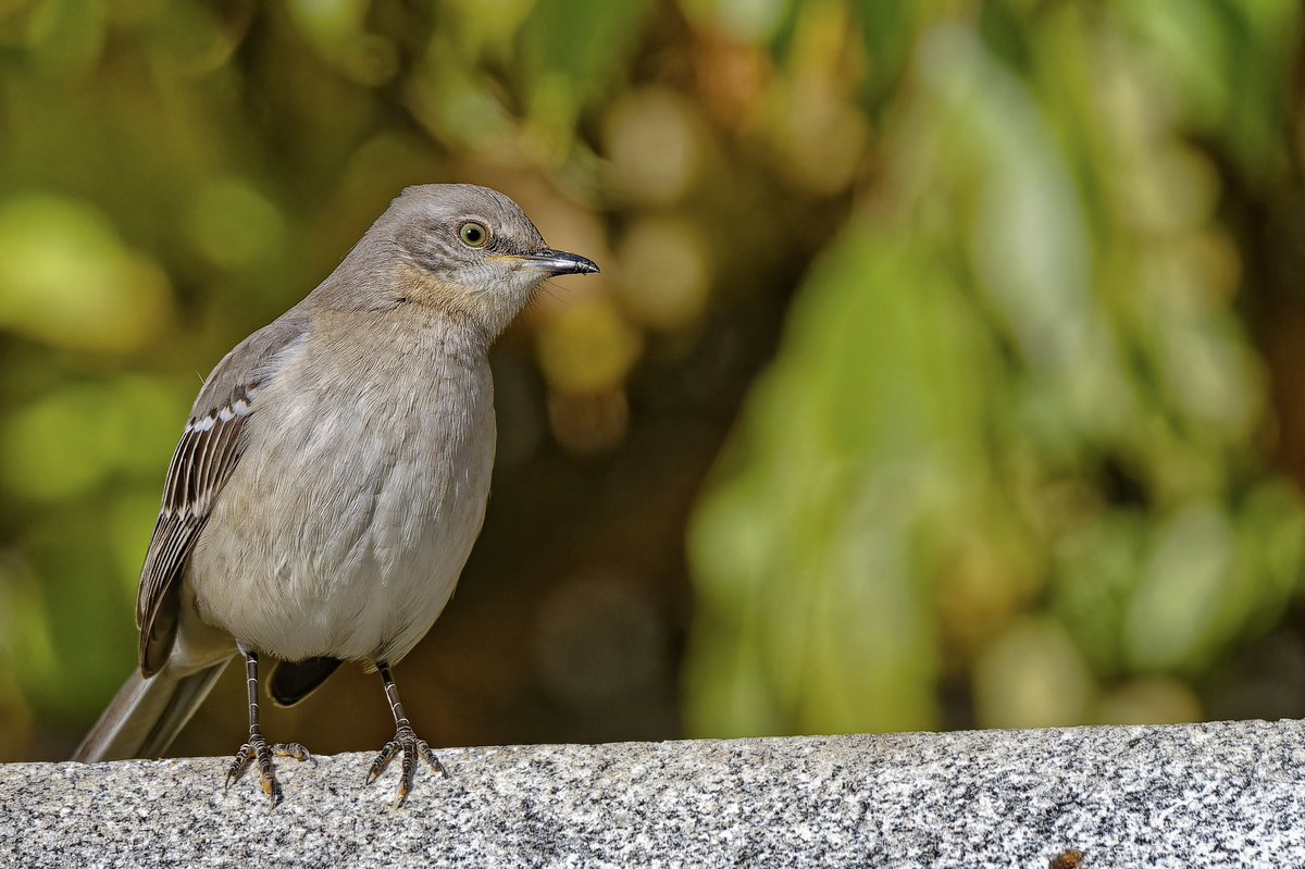 EJ Bartolazo tweet media