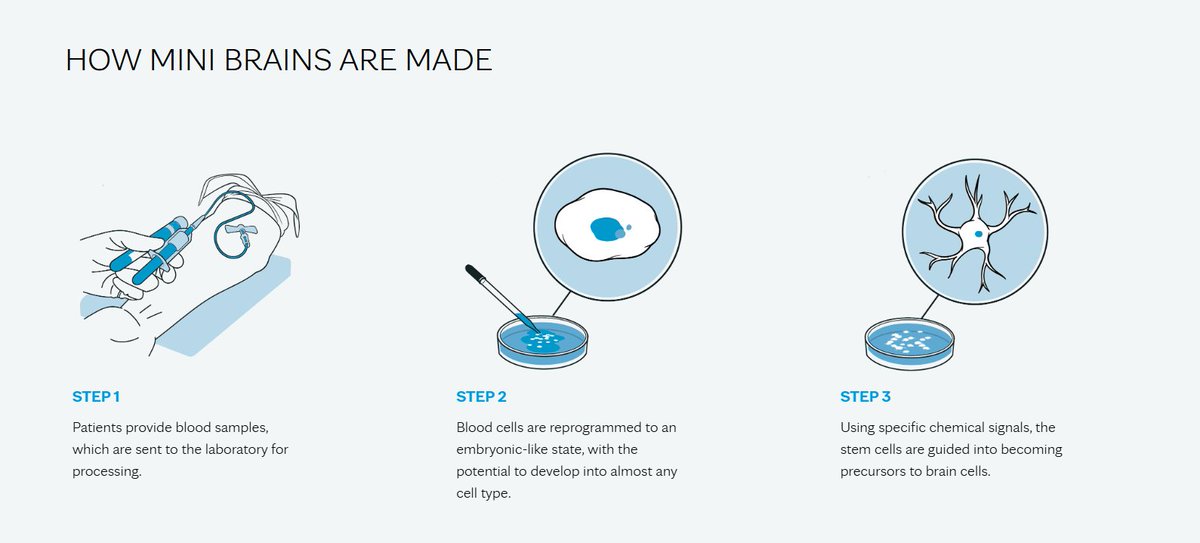 _Celeste_86's tweet image. I&apos;m getting more and more excited about the future of organoid technology! 💡 We can now grow &quot;mini brains&quot; from a patient&apos;s own cells and see in the lab what different drugs might do to their brain ahead of time.
This means — ✔ No more &quot;let&apos;s just try this&quot; treatments ✔…