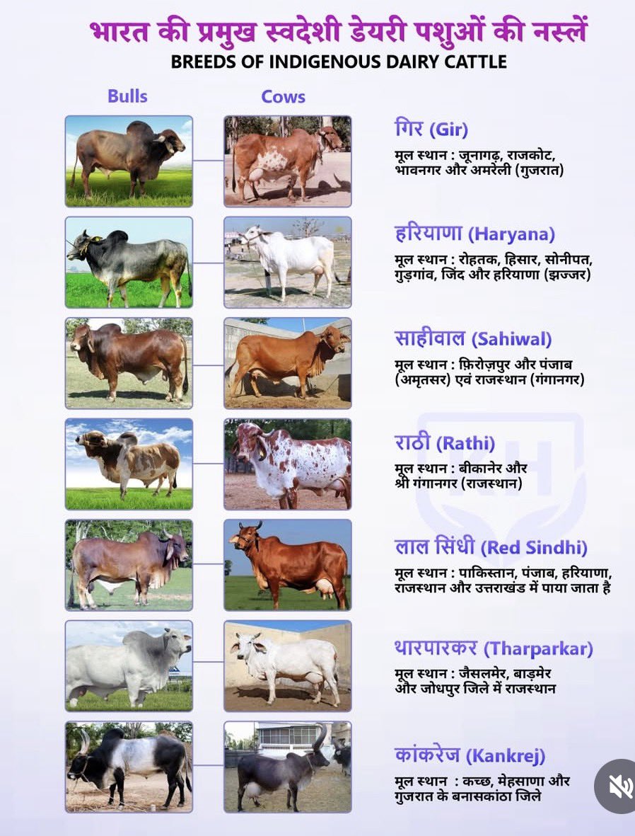 all_Govt_JobHub's tweet image. भारतीय गाय की प्रमुख डेयरी नस्लें 
#cow #Indiancowbreed