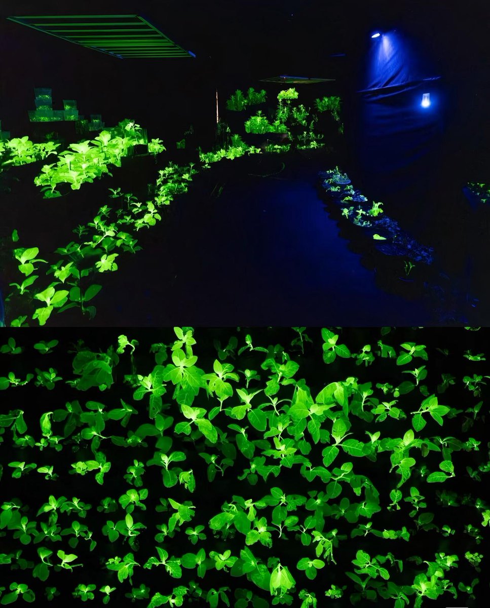 goguangzhou's tweet image. At the 32nd #Guangzhou #GardenExpo, the “Light of Life” #Pavilion is stunning everyone with its glowing plants, eco-art, and #Avatar-like atmosphere.✨

No electricity — just #nature lighting itself. 🌱💡  

#Flowercity #fypシ #art #LuminescentPlants #EcoArt #AvatarVibes…