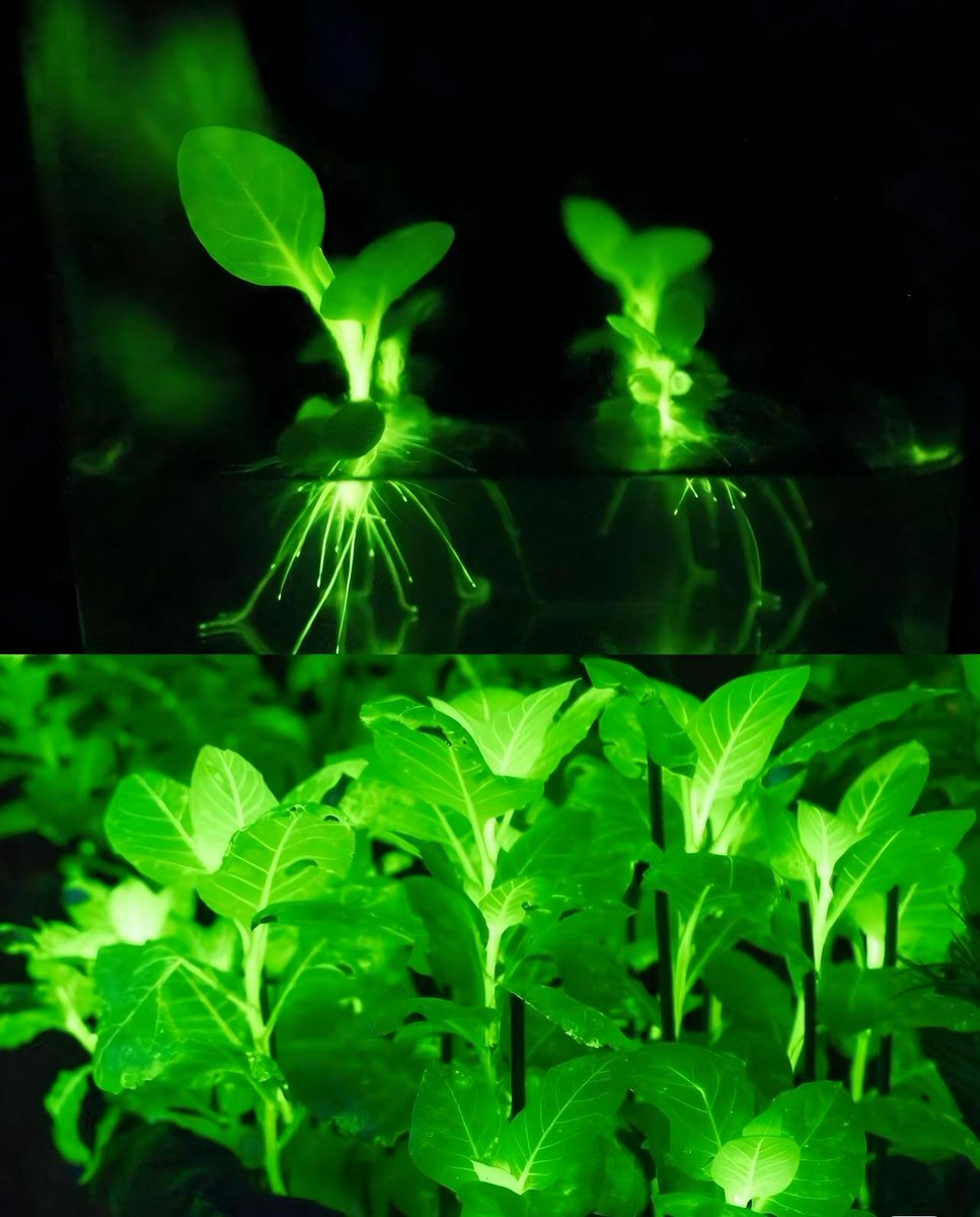 goguangzhou's tweet image. At the 32nd #Guangzhou #GardenExpo, the “Light of Life” #Pavilion is stunning everyone with its glowing plants, eco-art, and #Avatar-like atmosphere.✨

No electricity — just #nature lighting itself. 🌱💡  

#Flowercity #fypシ #art #LuminescentPlants #EcoArt #AvatarVibes…