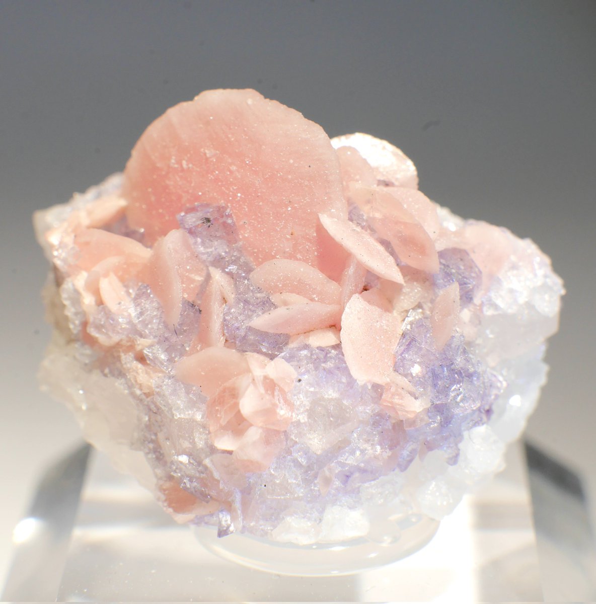 mofulove_ayu's tweet photo. Rhodochrosite&amp;Fluorite
中国,広西チワン族自治区,梧州,梧桐

いしぱらさん @ank0u1 
初日出展の合間に見に行って気になったけど、こんなに可愛いなら次の日残ってないよな…と思ったら、ちょこんと待っててくれました❤️
めちゃめちゃ可愛いーーー😆
欲しかったこのタイプの共生、お迎え出来て幸せ😊 https://t.co/yTZOqK8Znm