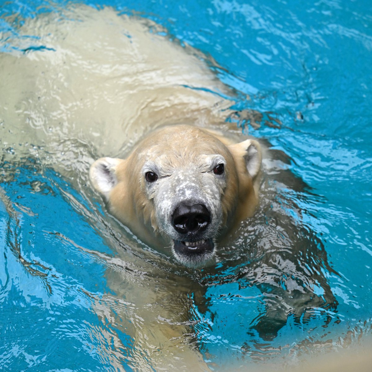 zooman_koichi's tweet image. こちらを向いて微笑んでくれた！
という片思いかもしれないけど
とても嬉しい
#ホッキョクグマ #ズーラシア #polarbear #ZOORASIA