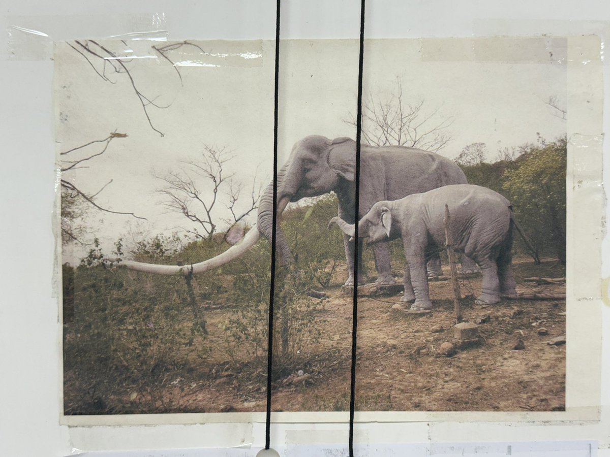 DrShivRathore's tweet image. हमारी पृथ्वी लगभग 4.54 अरब साल पुरानी है इसका इतिहास बहुत ही रोचक है, अभी कुच्छ दिनों पूर्व लखनऊ विश्वविद्यालय के भूगर्भ विज्ञान विभाग के visit के दौरान 90 million years old Amonite, 65 Million year  पुराना मैढक 40000 साल पुराना हाथी के जीवाश्म #Fossils का अध्ययन किया।