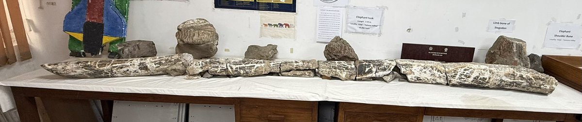 DrShivRathore's tweet image. हमारी पृथ्वी लगभग 4.54 अरब साल पुरानी है इसका इतिहास बहुत ही रोचक है, अभी कुच्छ दिनों पूर्व लखनऊ विश्वविद्यालय के भूगर्भ विज्ञान विभाग के visit के दौरान 90 million years old Amonite, 65 Million year  पुराना मैढक 40000 साल पुराना हाथी के जीवाश्म #Fossils का अध्ययन किया।