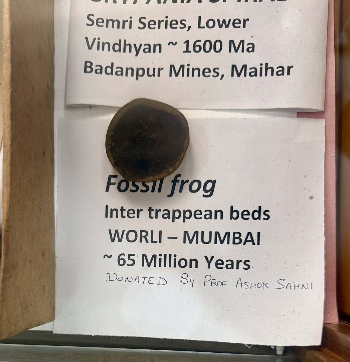 DrShivRathore's tweet image. हमारी पृथ्वी लगभग 4.54 अरब साल पुरानी है इसका इतिहास बहुत ही रोचक है, अभी कुच्छ दिनों पूर्व लखनऊ विश्वविद्यालय के भूगर्भ विज्ञान विभाग के visit के दौरान 90 million years old Amonite, 65 Million year  पुराना मैढक 40000 साल पुराना हाथी के जीवाश्म #Fossils का अध्ययन किया।