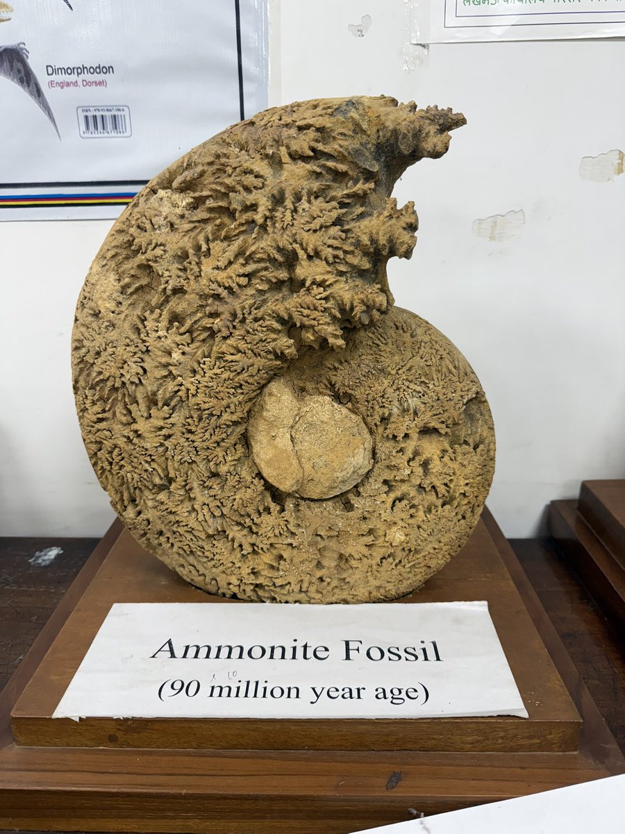 DrShivRathore's tweet image. हमारी पृथ्वी लगभग 4.54 अरब साल पुरानी है इसका इतिहास बहुत ही रोचक है, अभी कुच्छ दिनों पूर्व लखनऊ विश्वविद्यालय के भूगर्भ विज्ञान विभाग के visit के दौरान 90 million years old Amonite, 65 Million year  पुराना मैढक 40000 साल पुराना हाथी के जीवाश्म #Fossils का अध्ययन किया।