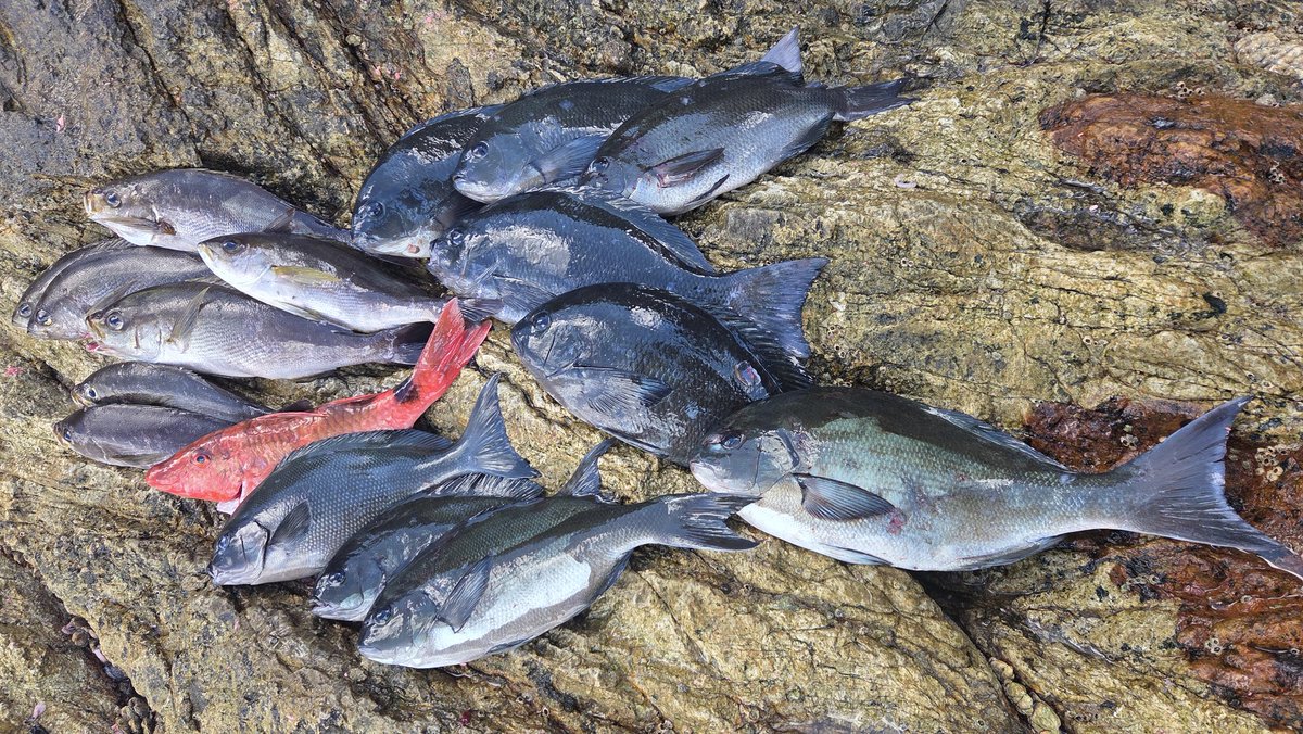 yamatobeee's tweet photo. 五島🎣2日目 https://t.co/Ol8WTqJvZa
