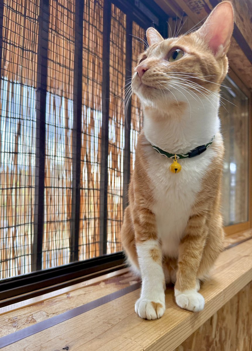 えむ猫 えむねこ (@emu_neko) / Posts / X