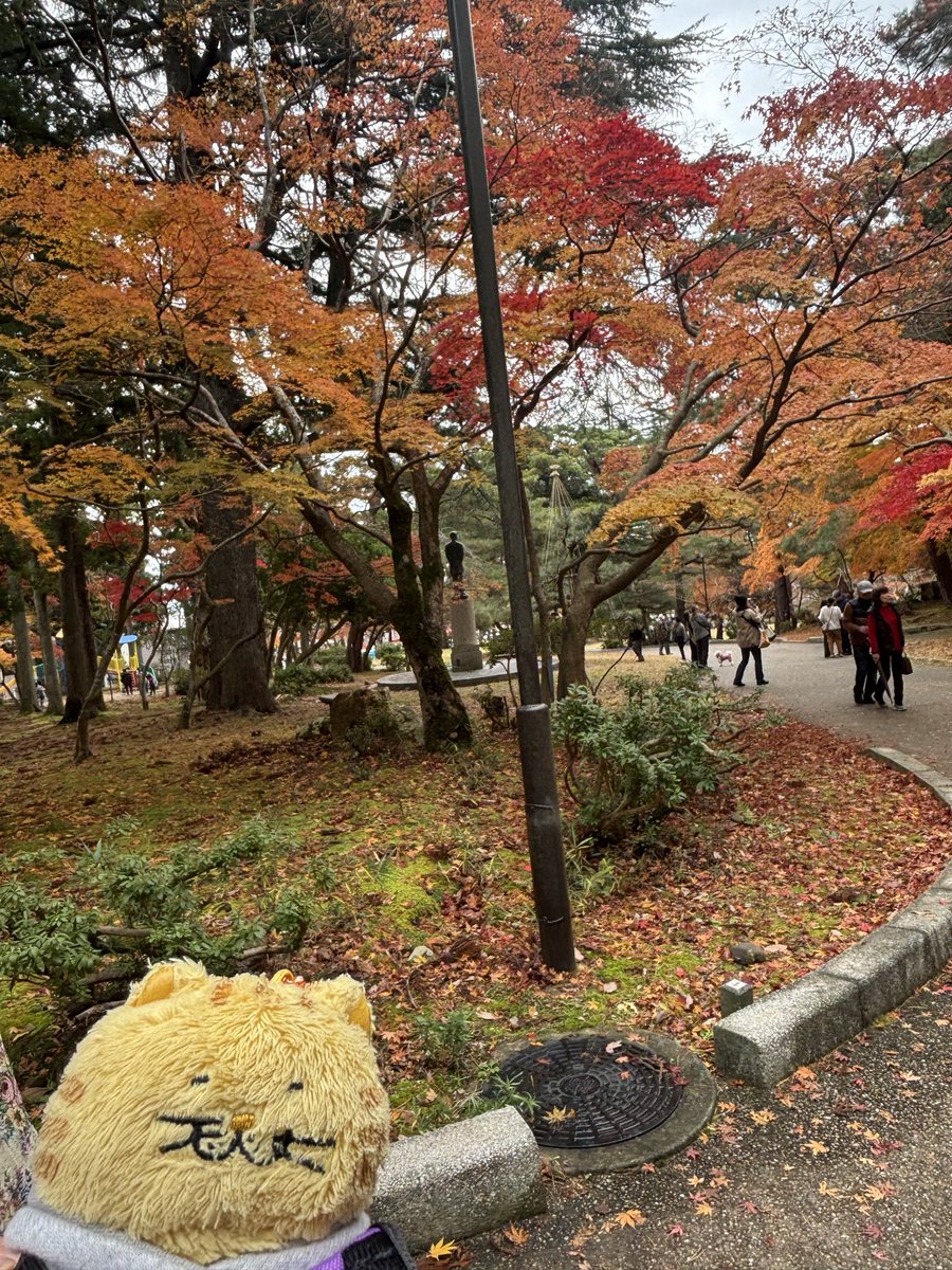 KaoTiamo's tweet image. 紅葉綺麗😍
#でぶねこ 
#紅葉