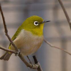 NHKドラマ「ばけばけ」にて、鳥かごにメジロを入れているのに