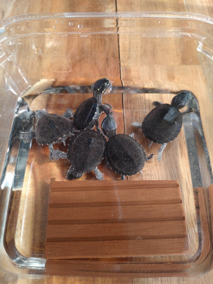 ぶりくらお迎え🎵
ハープステート<a href="/herpstate/">HerpState(ハープステート)</a>さんにてミシシッピニオイガメアルビノヘテロお迎えしました！
毎年ありがとうございます！
今年は♂が出るといいなぁ🐢
#ミシシッピニオイガメ
#burikura