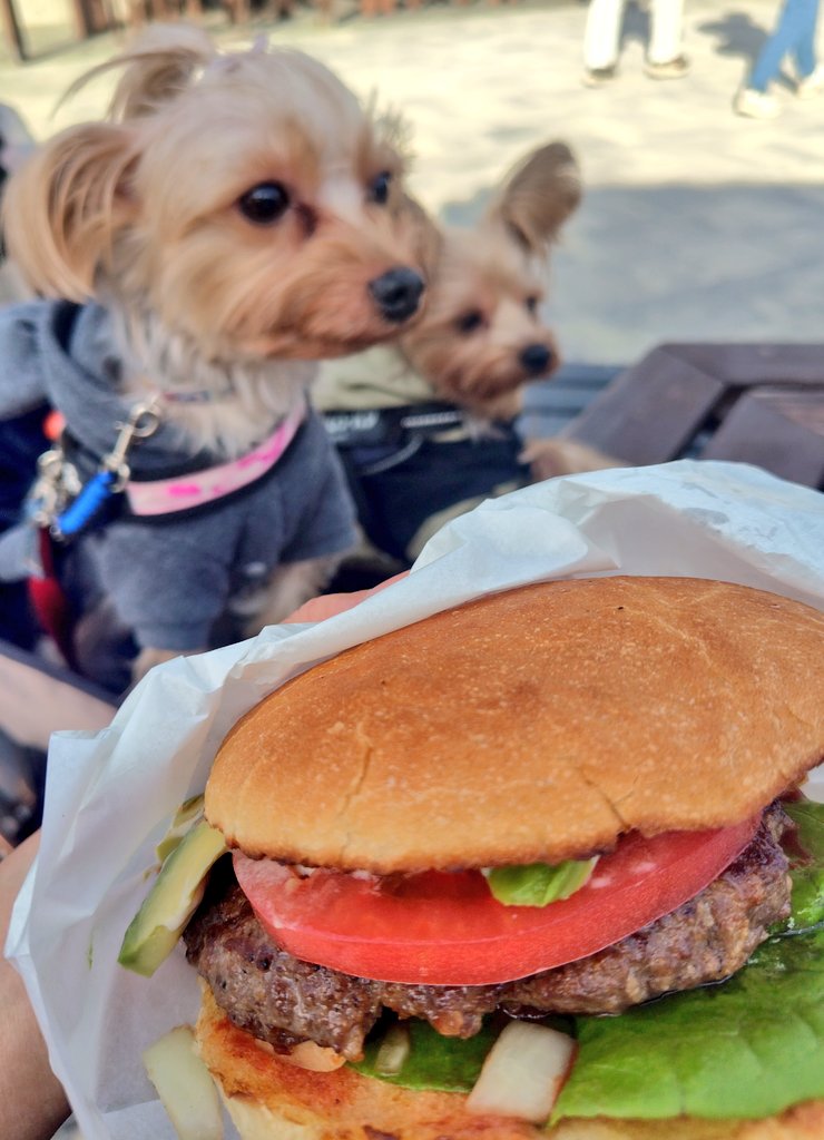 chocolaflan's tweet photo. 『ぼくたちハンバーガーなんてぜーんぜんきょうみないもんねー』
なぜかハンバーガーには目をそらすワンズ🍔
肉より魚好き！？
＃ヨークシャーテリア
＃ヨーキー
＃ビンゴバーガー
＃館山
＃南房総 https://t.co/ZmkuzYjjqi