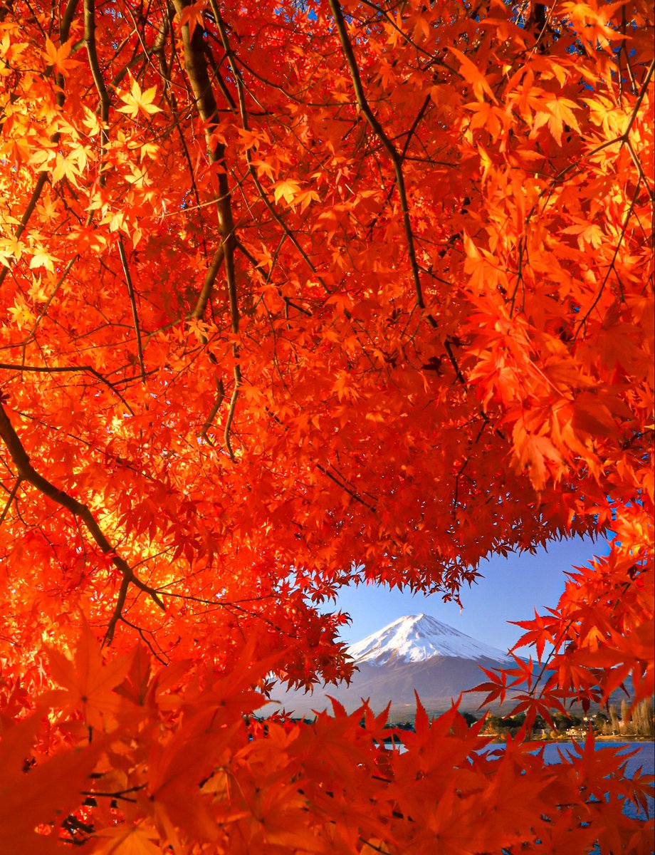 fugaku_zekkei's tweet image. もみじ🍁の額縁からの富士山が絶景🍁🗻🍁🤩🤩
#富士山