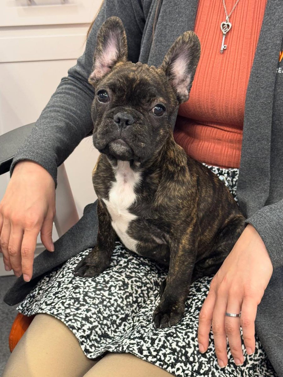 Frenchiessquad's tweet image. A little late on this post but….saw these precious cuties last week!! Grem and Zach.💕💙 
#frenchie #puppy