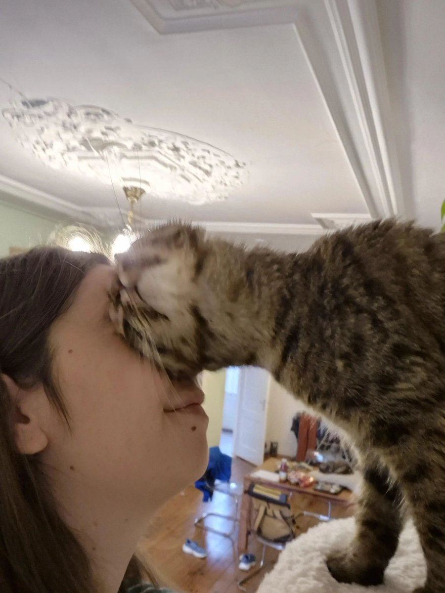 ShouldHaveCat's tweet image. What do you call it when a cat greets you like this?