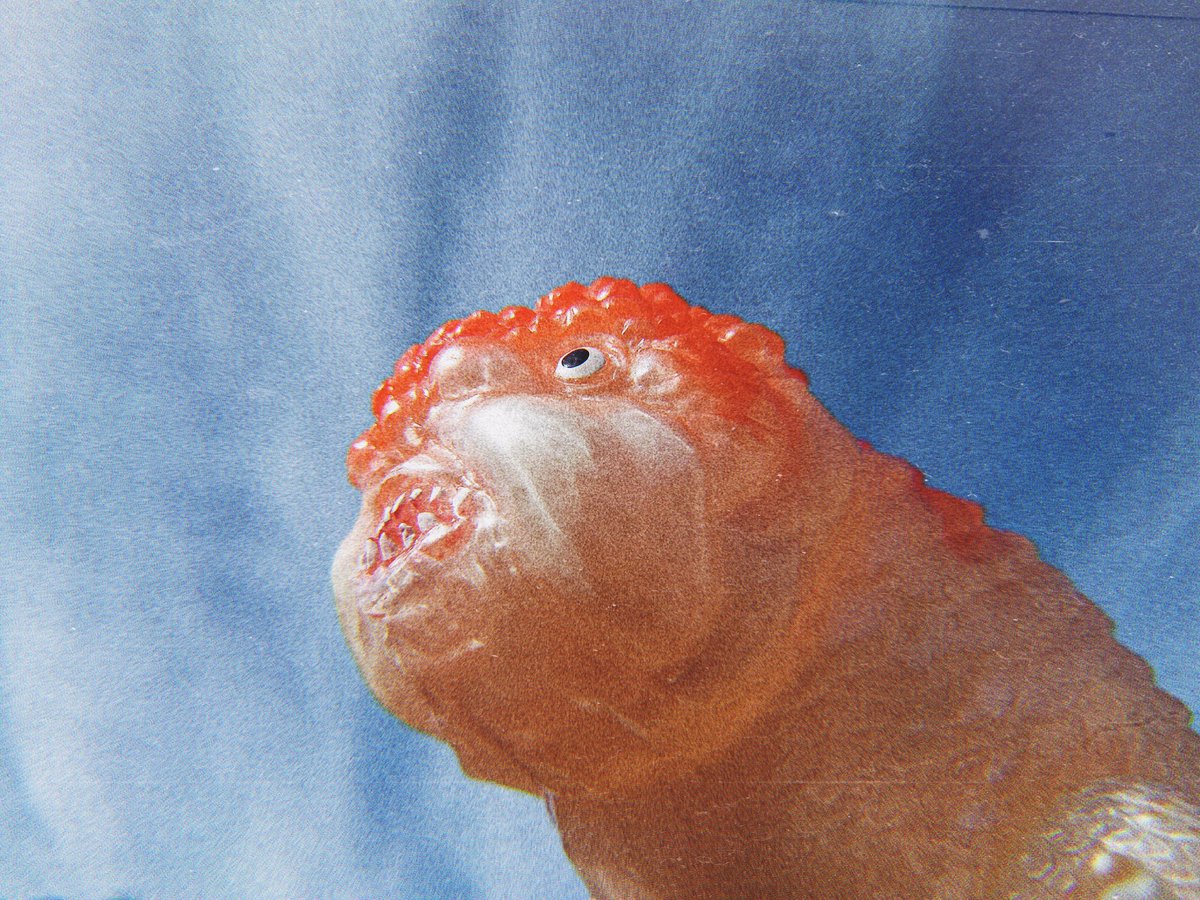 キンギョザウルス さすがヤモマークさん。 造形も圧巻なんだけど、この