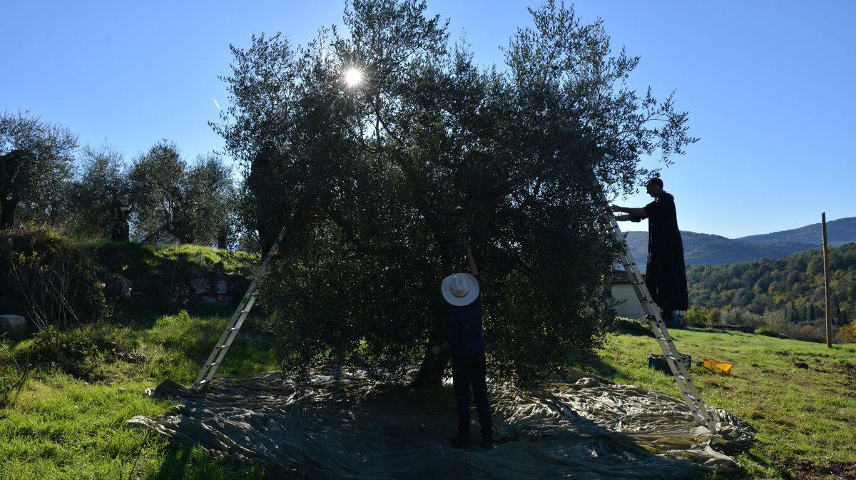 ICKSP's tweet image. November has been a busy month for our seminarians, as they have been harvesting the olives on the beautiful grounds of our international seminary of St. Philip Neri.

Deo gratias!

#ICKSP #Harvest #Community #Catholic