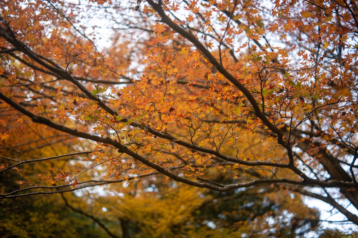 p_r_m_n_r's tweet image. 蓬莱神社