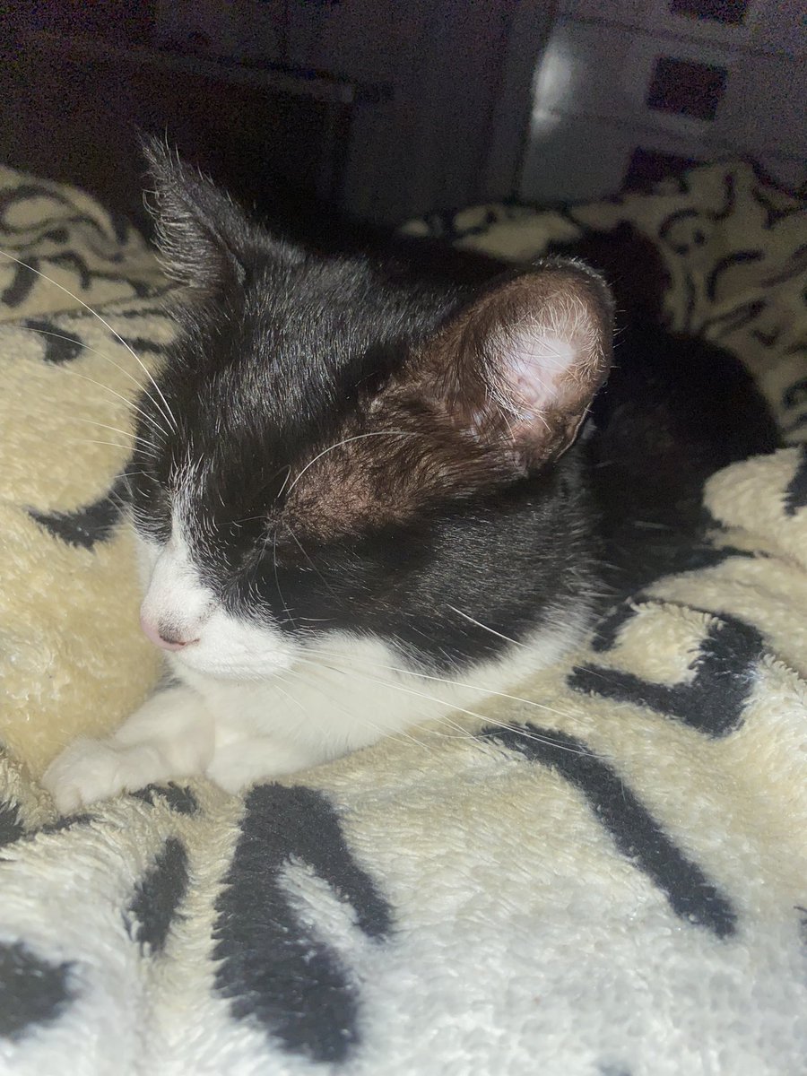 ojoaodev's tweet image. ela deitou no meio das minhas pernas agora vou ter que dormir torto